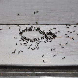 Karıncalardan Kurtulma Yolları