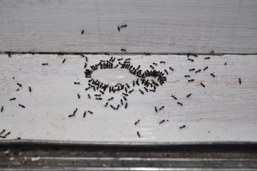 Karıncalardan Kurtulma Yolları