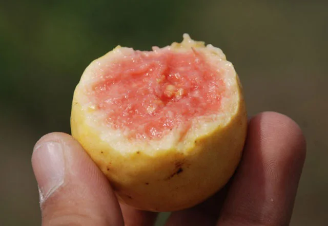 Guava Meyvesi Faydaları