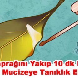 Defne Yaprağı Faydaları Nelerdir?