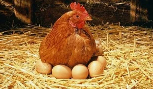 gezen tavuk yumurtası