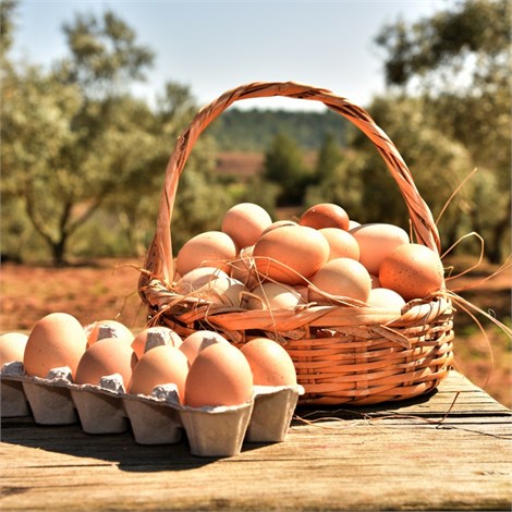 organik yumurta